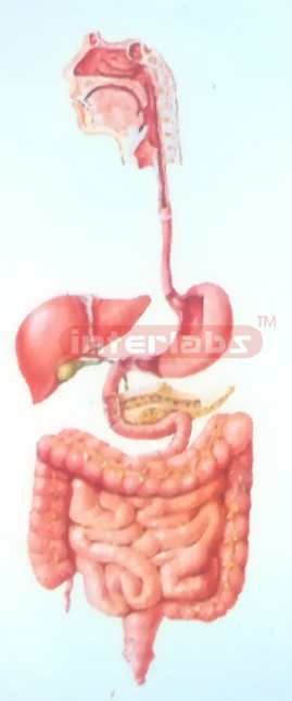 GENERAL ARRANGEMENT MODEL OF THE AILMENTARY SYSTEM